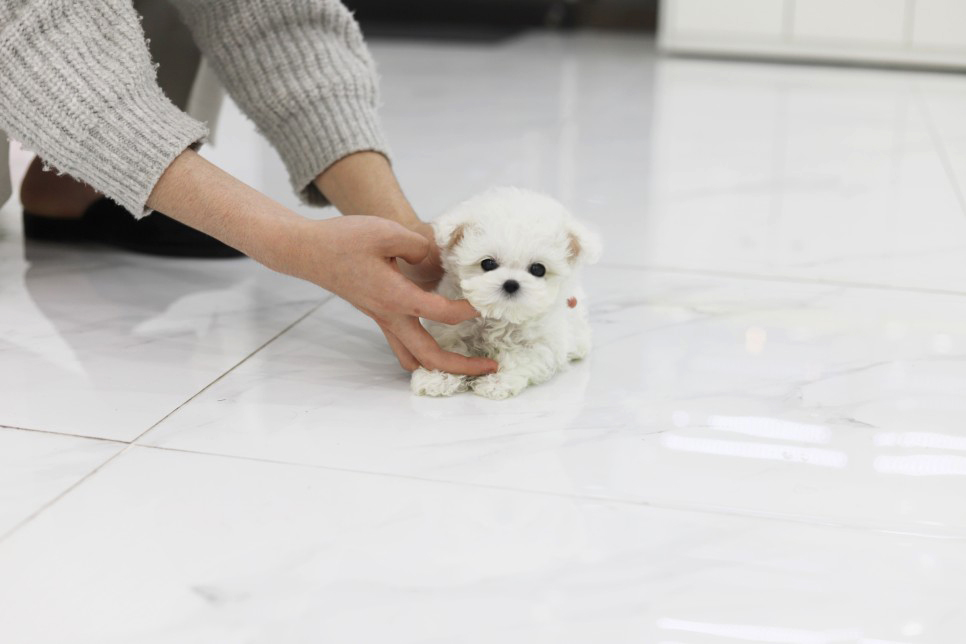 미니비숑 분양합니다