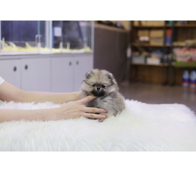 포메라니안 분양합니다