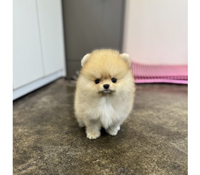 포메라니안 분양합니다